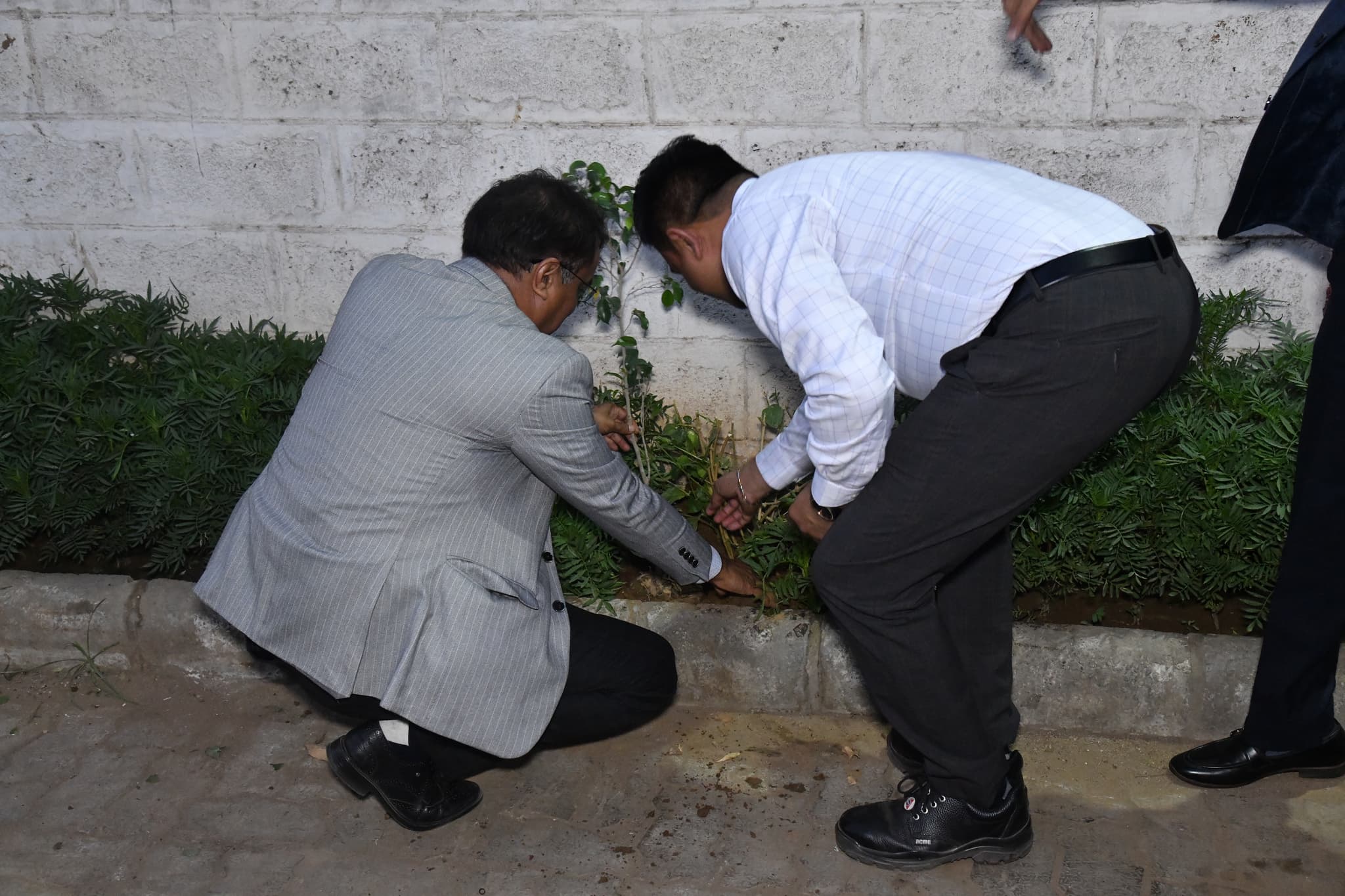 Two members of the team planting a sapling against the plant wall